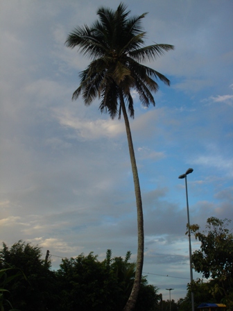 coqueiro