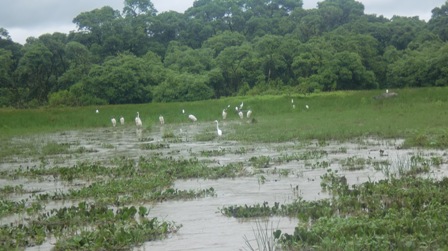 Garças na estrada