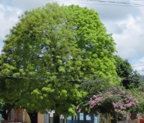 Pra deixar seu domingo mais lindo