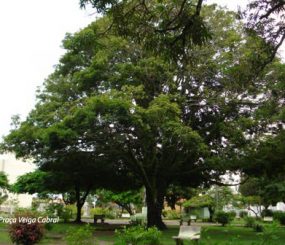 Da Praça Veiga Cabral pra você