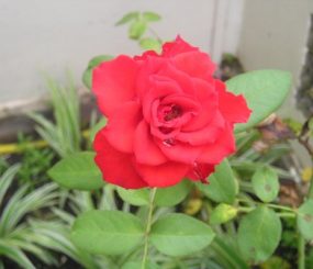 Pra você. Direto do meu jardim