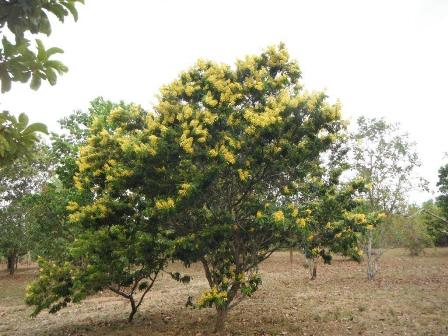 Pau-Brasil no Amapá?