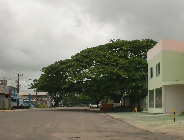 Já disse pra vocês que adoro árvores?
