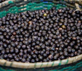 Açaí do Amapá conquista mercado chinês